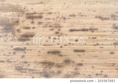 Black bamboo bamboo skin (surface) / background material 103567891