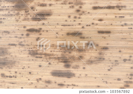 Black bamboo bamboo skin (surface) / background material 103567892