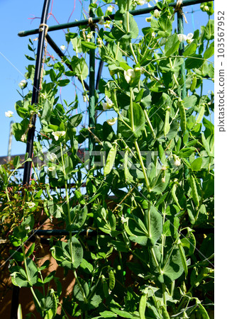 Cultivating snow peas, a spring vegetable, at home Many flowers under the blue sky Cultivating snow peas, a spring vegetable, at home Many flowers under the blue sky 103567952