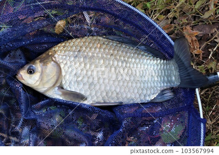 2022日本最快樂的淡水魚叫鯽魚,長約30cm,在鳩山里山的池塘里釣到 2022日本最快樂的淡水魚叫鯽魚,長約30cm,在鳩山里山的池塘里釣到 103567994