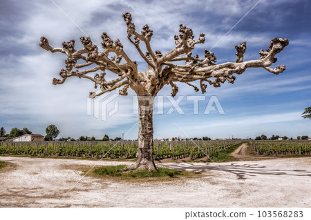 Landscape Pomerol Saint Emilion vineyards in Bordeaux region in France Landscape Pomerol Saint Emilion vineyards in Bordeaux region in France 103568283