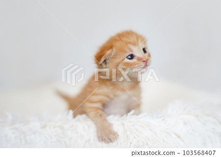 在白色背景上斷奶的棕色虎斑小貓 103568407