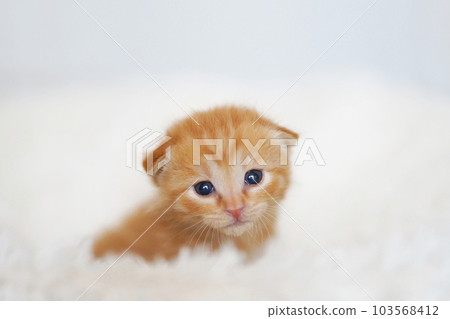 Weaning brown tabby kitten on white background 103568412