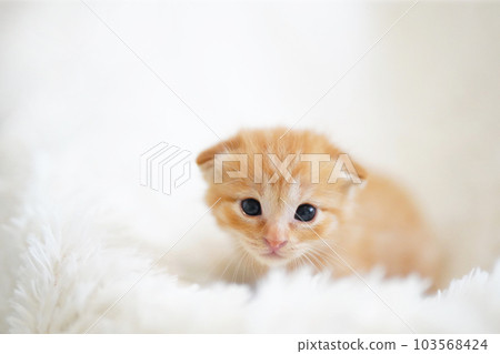 在白色背景上斷奶的棕色虎斑小貓 103568424