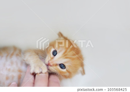 A weaning brown tiger kitten with its belly sticking out and playing with its hand 103568425