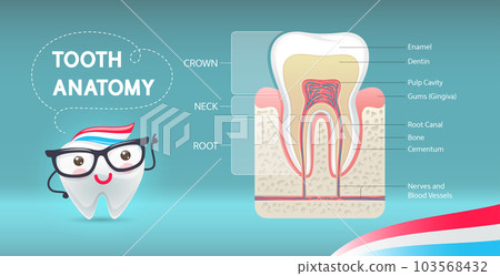 Dental Anatomy Infographics 103568432