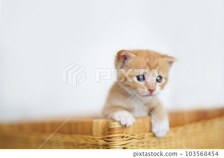 Weaning brown white kitten leaning out of basket Weaning brown white kitten leaning out of basket 103568454