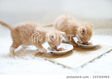 兩隻小貓並排吃嬰兒食品 103568469