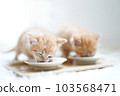 兩隻小貓並排吃嬰兒食品 103568471