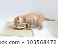 茶虎小貓側身吃嬰兒食品 103568472