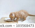 茶虎小貓側身吃嬰兒食品 103568473