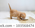 茶虎小貓側身吃嬰兒食品 103568474