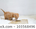茶虎小貓側身吃嬰兒食品 103568496