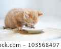 吃嬰兒食品的棕白色小貓 103568497