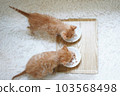 兩隻小貓並排吃嬰兒食品 103568498