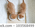 兩隻小貓並排吃嬰兒食品 103568499