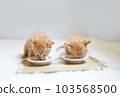 兩隻小貓並排吃嬰兒食品 103568500