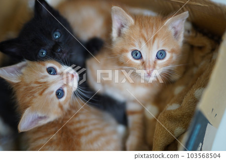 Kitten blue tea tiger and black cat kittens in a box 103568504