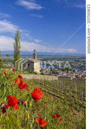 Grand cru vineyard and Chapel of Saint Christopher, Tain l'Hermitage, Rhone-Alpes, France 103568623
