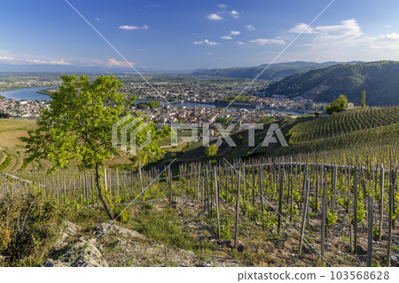 Grand cru vineyard and Chapel of Saint Christopher, Tain l'Hermitage, Rhone-Alpes, France 103568628