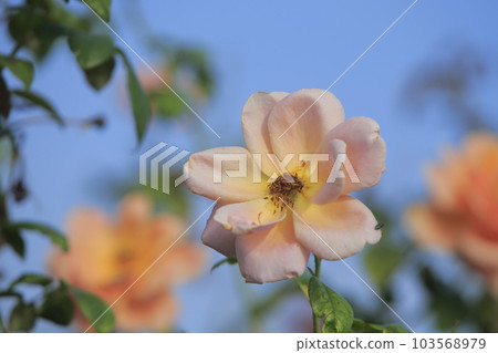 Arao City Ominous Citizen Flower Bed Rose Flower, Arao City Ominous Citizen Flower Bed Rose Flower, 103568979