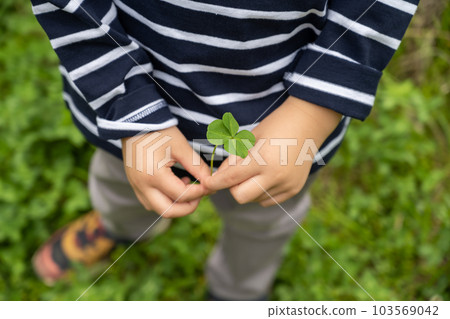 a four-leaf clover, four-leaf clover, clover 103569042