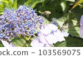 A bee perched on a hydrangea bud 103569075