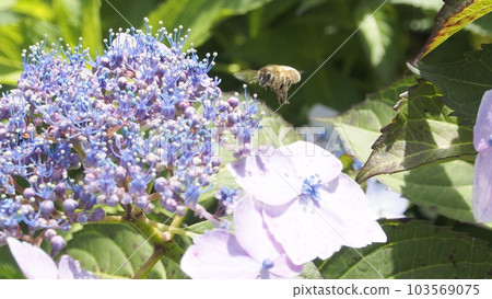 A bee perched on a hydrangea bud 103569075