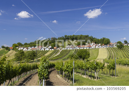 Traditional wine cellars with vineyard in Galgenberg near Wildendurnbach, Lower Austria, Austria 103569205
