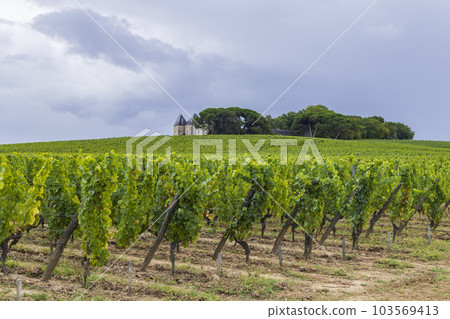 Typical vineyards near Chateau d Yquem, Sauternes, Bordeaux, Aquitaine, France 103569413