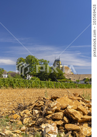 Typical vineyards near Aloxe-Corton, Cote de Nuits, Burgundy, France Typical vineyards near Aloxe-Corton, Cote de Nuits, Burgundy, France 103569428