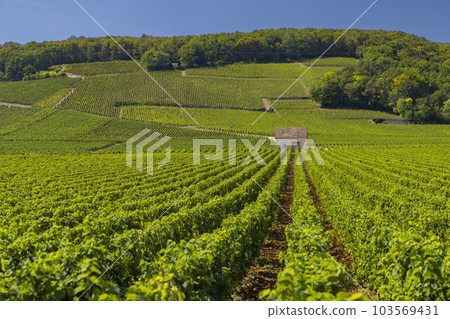 Typical vineyards near Clos de Vougeot, Cote de Nuits, Burgundy, France Typical vineyards near Clos de Vougeot, Cote de Nuits, Burgundy, France 103569431