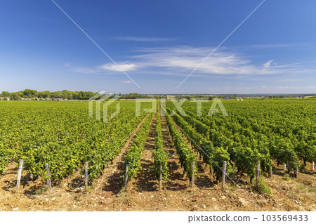 Typical vineyards near Clos de Vougeot, Cote de Nuits, Burgundy, France Typical vineyards near Clos de Vougeot, Cote de Nuits, Burgundy, France 103569433