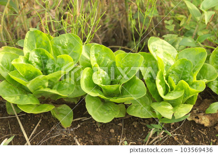 並排生長的生菜 並排生長的生菜 103569436
