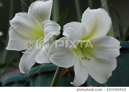 Pure White Amaryllis Veranda Gardening 103569458