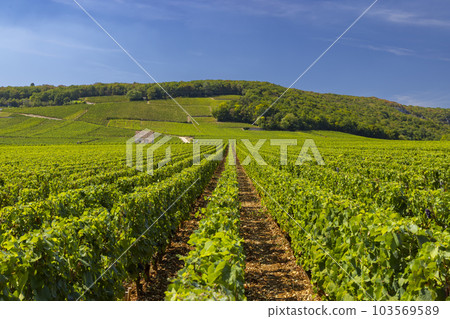 Typical vineyards near Clos de Vougeot, Cote de Nuits, Burgundy, France 103569589
