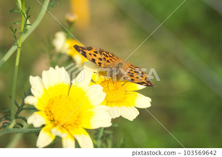 春菊花和北手葉 103569642