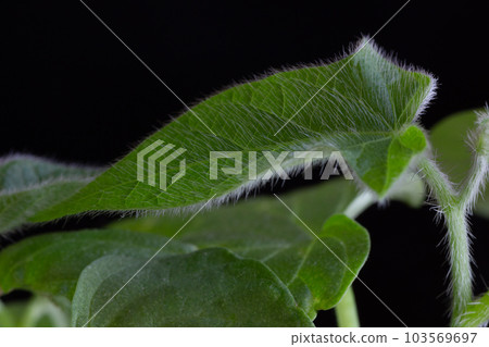 Taking pictures. Observation of morning glory leaves. 103569697