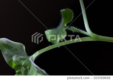 Taking pictures. Observation of morning glory. teeth and stems. 103569698