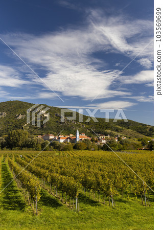 Wachau valley near Durnstein, UNESCO site, landscape with vineyards, Austria 103569699