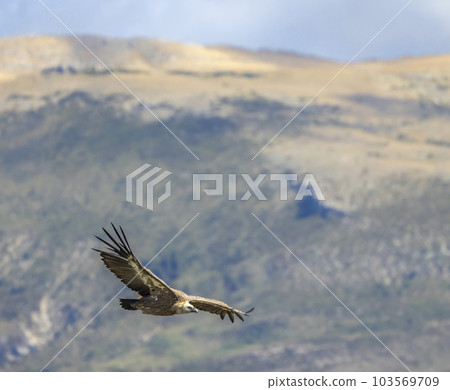 Griffon vulture in Canyon of Verdon River (Verdon Gorge) in Provence, France Griffon vulture in Canyon of Verdon River (Verdon Gorge) in Provence, France 103569709