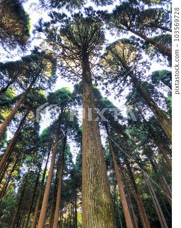 Magnificent 100-year-old cedar seen from below Magnificent 100-year-old cedar seen from below 103569728