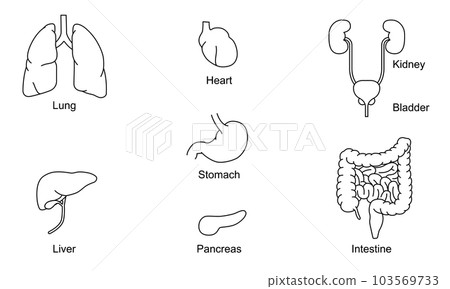 Human body internal organs illustration (stomach, intestine, lung, liver, pancreas, heart) Human body internal organs illustration (stomach, intestine, lung, liver, pancreas, heart) 103569733