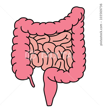 大腸和小腸的醫學插圖 大腸和小腸的醫學插圖 103569736