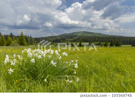 Typical spring landscape near Stozec, Nation park Sumava, Czech Republic Typical spring landscape near Stozec, Nation park Sumava, Czech Republic 103569748