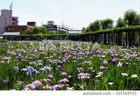 Suigo Itako Ayame Garden Scenery of flowers in full bloom 103569755