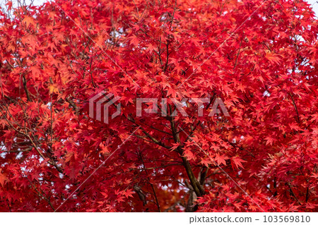 Autumn colorful red maple leaf under the maple tree 103569810