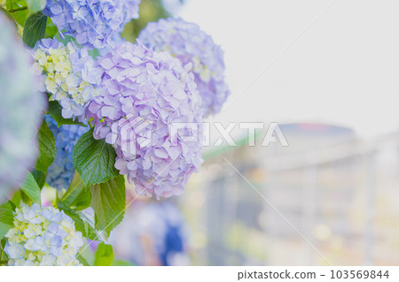Asukayama公園的繡球花 103569844