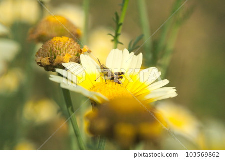 Small grasshopper on garland chrysanthemum flower Small grasshopper on garland chrysanthemum flower 103569862
