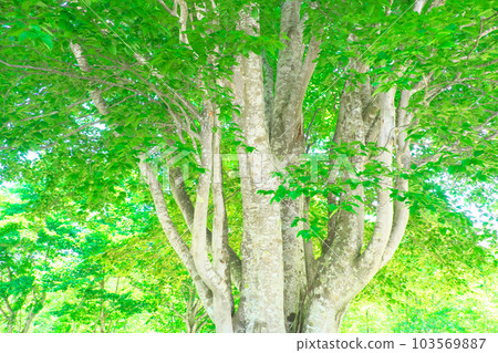 Refreshing early summer image of fresh green forest 103569887